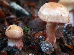 Cortinarius periclymenus
