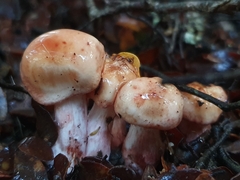 Cortinarius periclymenus