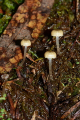 Mycena mijoi