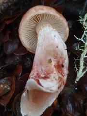 Cortinarius periclymenus