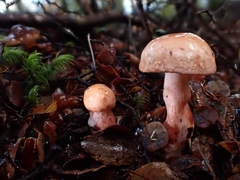 Cortinarius periclymenus