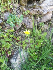 Scorzonera laciniata