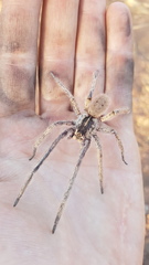 Afroneutria erythrochelis