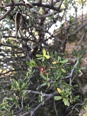 Periploca laevigata angustifolia