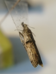 Nephopterix angustella