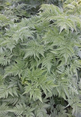 Chaerophyllum aureum