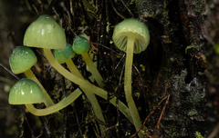 Mycena flavovirens