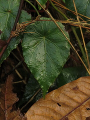 Gobenia
