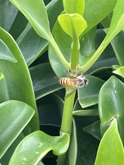 Apis cerana