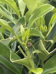 Apis cerana