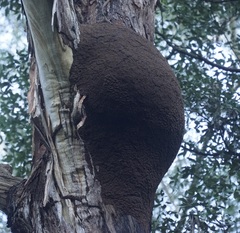 Nasutitermes walkeri