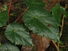 Gobenia