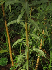 Cestrum buxifolium