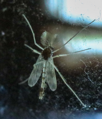 Chironomidae