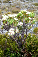 Pimelea gnidia