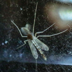 Chironomidae