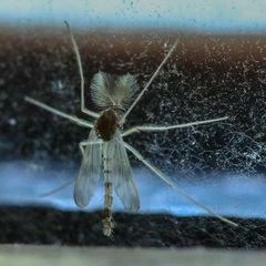 Chironomidae