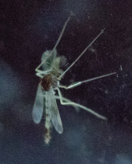 Chironomidae