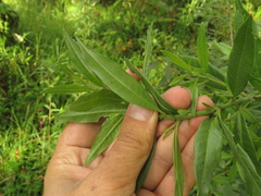 Cestrum buxifolium