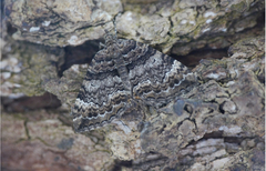 Chrysolarentia
