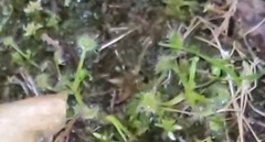 Drosera rotundifolia