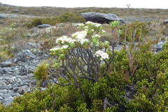 Pimelea gnidia