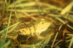 Pelophylax lessonae