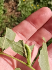 Tomostethus nigritus