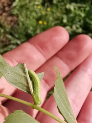 Tomostethus nigritus