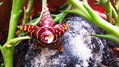 Orbea halipedicola