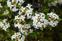 Pimelea gnidia
