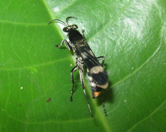 Euplaniceps varia
