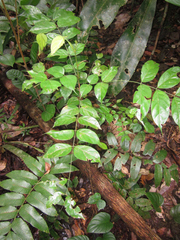 Tachigali loretensis