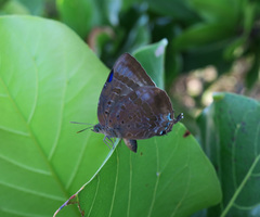 Arhopala madytus