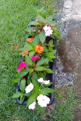 Impatiens hawkeri
