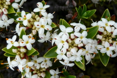 Pimelea gnidia