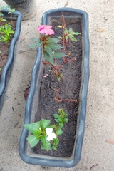 Impatiens hawkeri