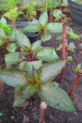 Impatiens hawkeri