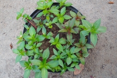 Impatiens hawkeri