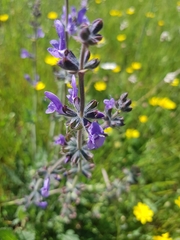 Salvia verbenaca
