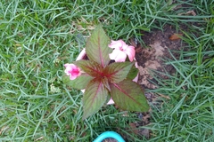 Impatiens hawkeri