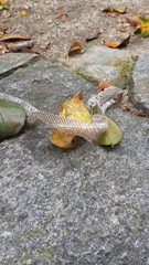 Hierophis viridiflavus