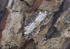 Chrysolarentia synchora