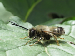 Eucera nigrilabris