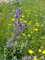 Salvia verbenaca