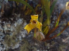 Maxillaria picta