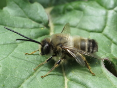 Eucera nigrilabris