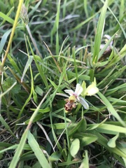 Ophrys scolopax apiformis