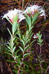 Pimelea gnidia