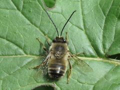 Eucera nigrilabris